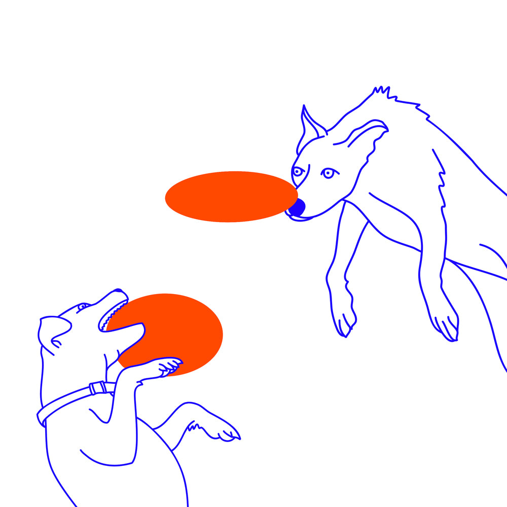Frisbee/원반 던지기